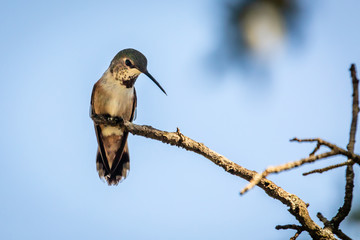 hummingbird