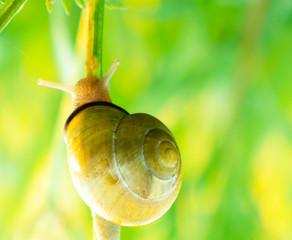 snail on leaf