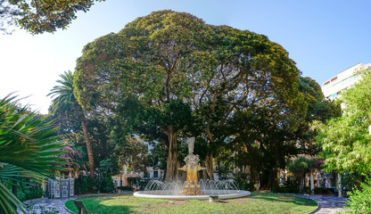 Fototapeta na wymiar giant tree in the city square