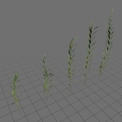 Goldenrod