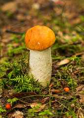 mushroom in grass