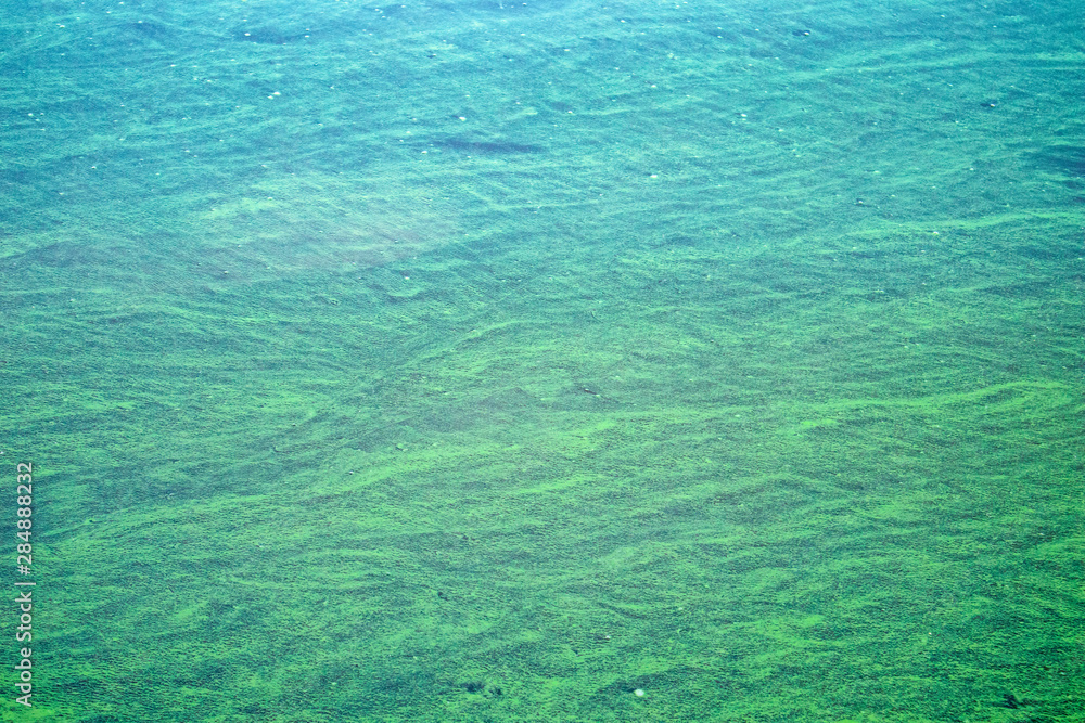 Sticker Blooming blue-green algae (Cyanobacteria). Water pollution of rivers and lakes with harmful algal blooms. It is world environmental problem. Ecology concept of polluted nature.