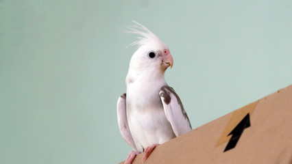 White faced pied cockatiel standing on top of a carton box, with its face facing backward. - obrazy, fototapety, plakaty