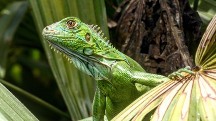 Verde iguana en rama animales naturaleza
