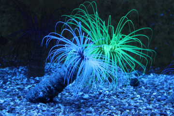 Obraz premium Mysterious underwater world in AquaZoo Dusseldorf: tube-dwelling anemones