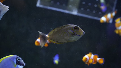 tangs fish