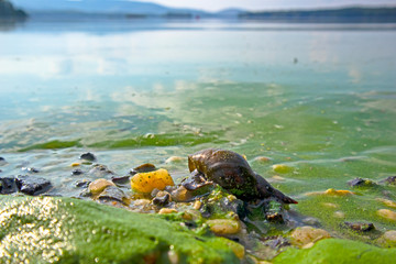 Blooming blue-green algae (Cyanobacteria). Water pollution of rivers and lakes with harmful algal...
