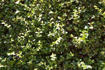 Green bush plants urban.