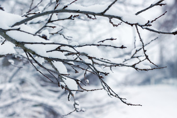 Snow-covered tree branch in forest on blurred background_