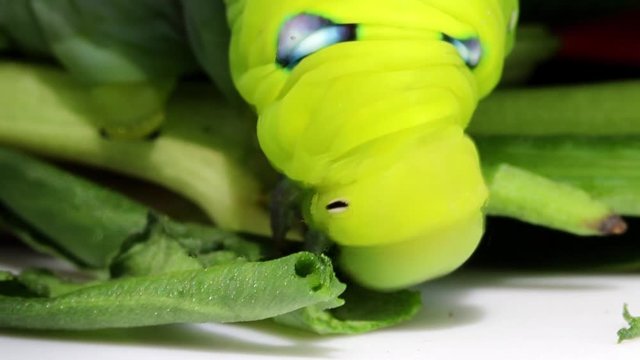 Oleander Hawk Moth Caterpillar (Daphnis nerii, Sphingidae), eat leaves of a plant.