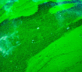 Blooming blue-green algae (Cyanobacteria). Water pollution of rivers and lakes with harmful algal blooms. It is world environmental problem. Ecology concept of polluted nature.