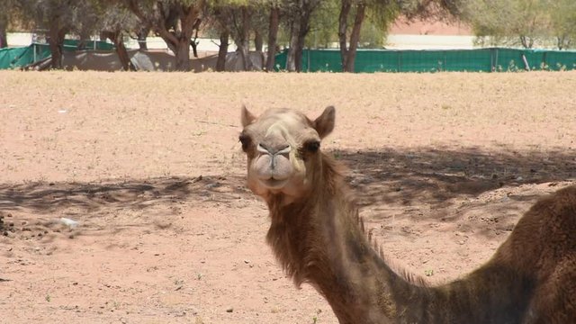 A Dromedary camel (Camelus dromedarius) head in the desert sand dunes of the United Arab Emirates (UAE) close up.