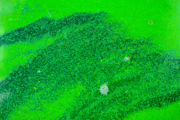 Blooming blue-green algae (Cyanobacteria). Water pollution of rivers and lakes with harmful algal blooms. It is world environmental problem. Ecology concept of polluted nature.
