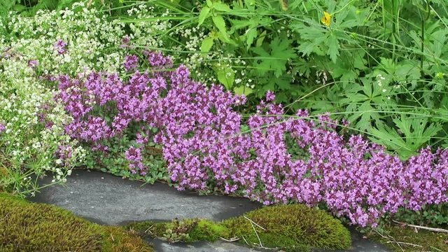 wild alpine thymian blossom (Thymus praecox) in tirol Austria.