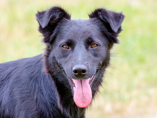 Black dog with focused look on blurred background_