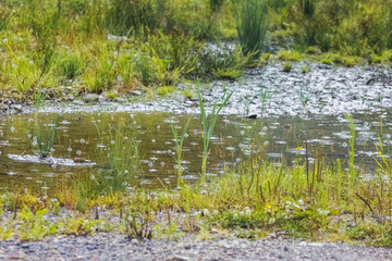 Puddle with water bubbles in the rain. It's raining, it's rainy weather_