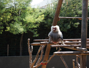 The leader of the baboon shows his penis  and looks at the audience with an angry face!