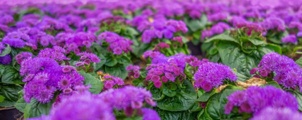 violet flowers