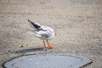 Seagulls frolicking on the Weser in Bremen  Germany