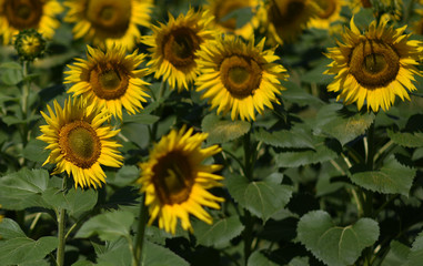 Fototapeta na wymiar yellow sunflower flowers