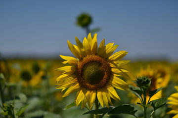 yellow sunflower flowers