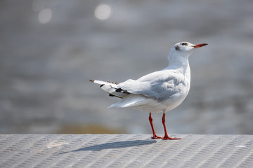 Seagulls frolicking on the Weser in Bremen  Germany