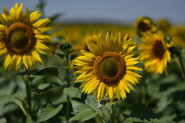 yellow sunflower flowers