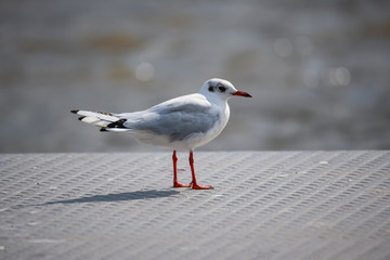 Seagulls frolicking on the Weser in Bremen  Germany