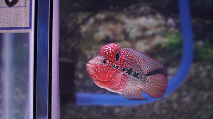 Louhan flowerhorn