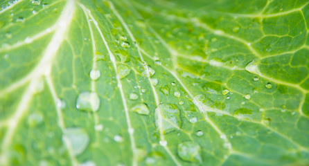 lettuce leaf closeup with race blurred background texture