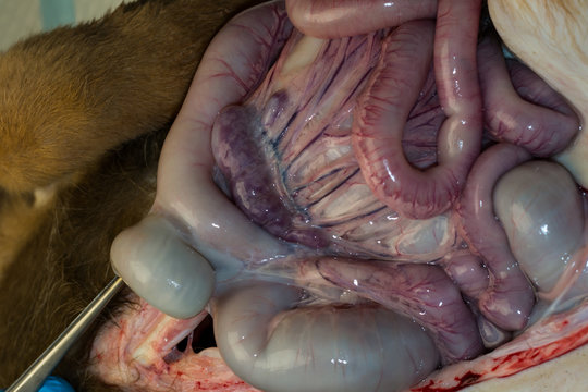 the pancreas of a puppy with pancreatitis, at the necropsy