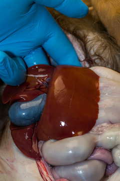 the liver and gallbladder of a puppy with steatosis after parvovirosis