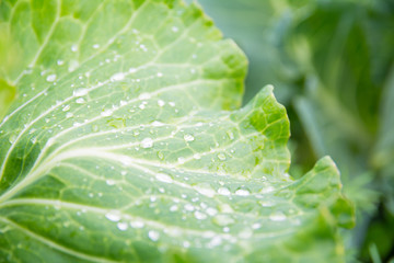lettuce leaf closeup with race blurred background texture