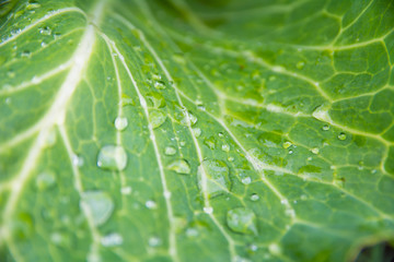 lettuce leaf closeup with race blurred background texture