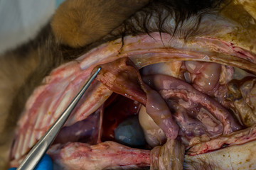 the small intestine of a dog after the parvoviral infection, .shaved intestine and haemorrhagic...