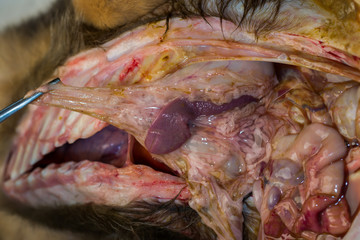 the spleen of a dog with anemia, note the color and size