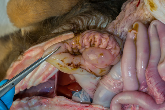 gastric mucosal edema due to hypoproteinemia in dog after parvovirosis