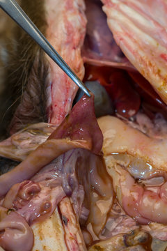 the small intestine of a dog after the parvoviral infection, .shaved intestine and haemorrhagic enteritis