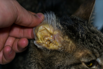 adult cat with liver faiure, jaundice skin and dehydration