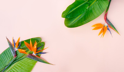 Summer flat lay scenery with strelizia flowers
