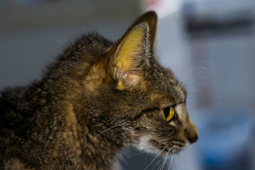 adult cat with liver faiure, jaundice skin and dehydration