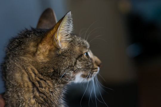 adult cat with liver faiure, jaundice skin and dehydration