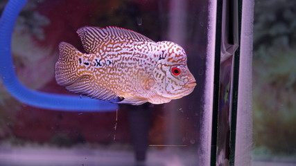 Flowerhorn louhan fish