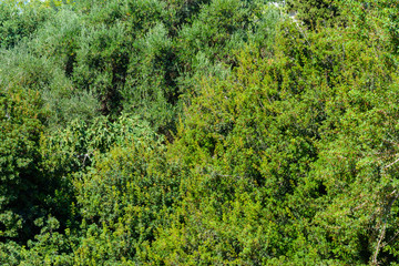 background the peaks of the southern trees with green foliage