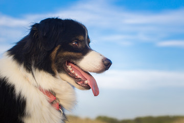 portrait of an australian shepherd