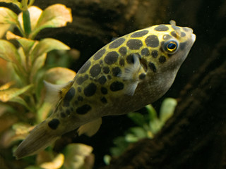 Green puffer fish swimming in an aquarium 