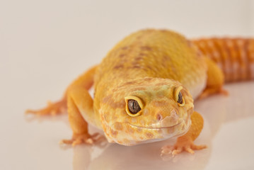 portraits to Leopard Gecko in studio