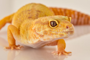 portraits to Leopard Gecko in studio