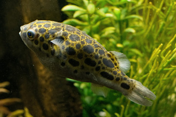 Green puffer fish in a tank