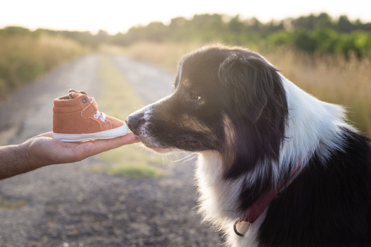 Australian shepherd with a baby shoes